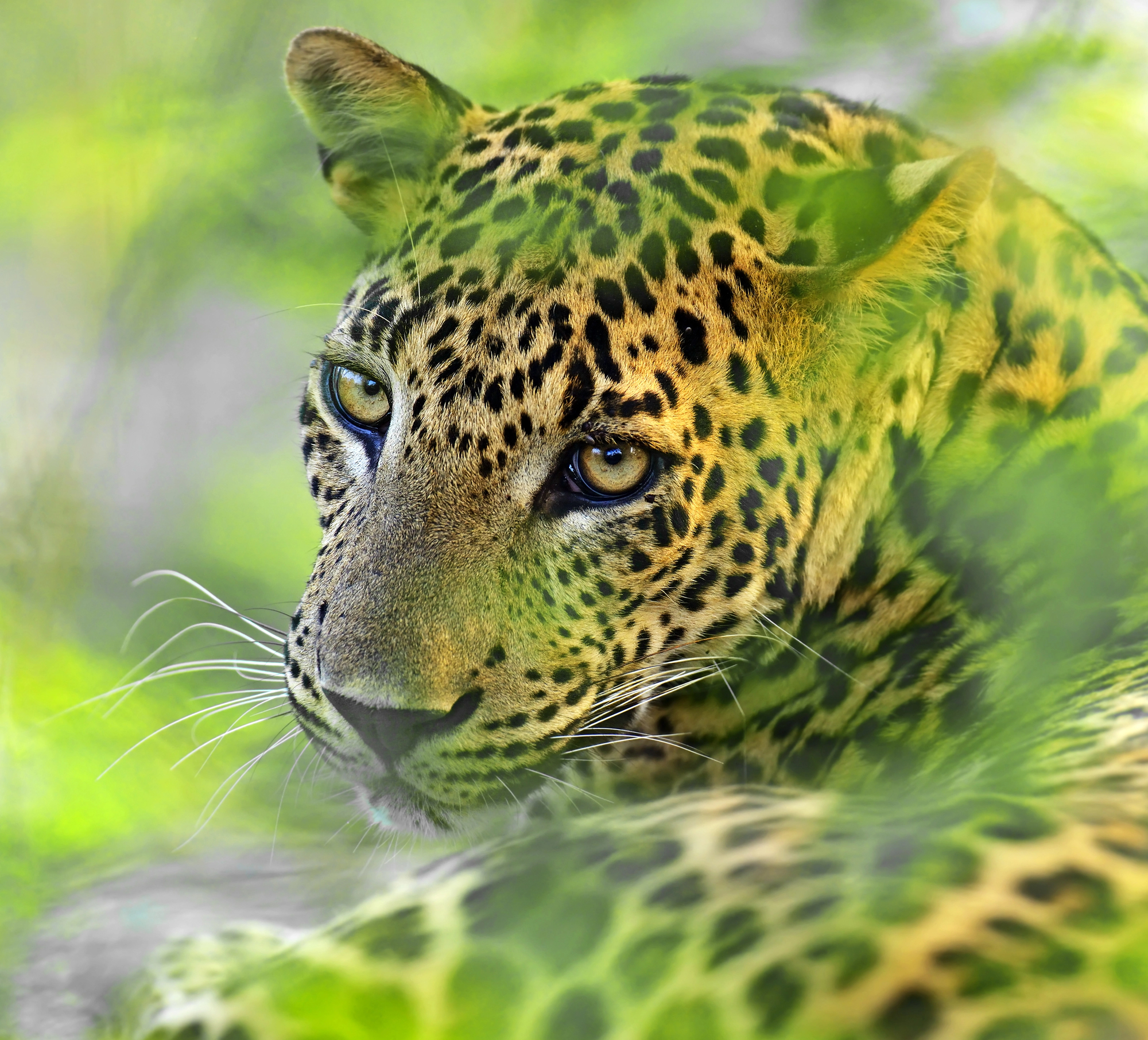 14 Days / 13 Nights – Ultimate Wildlife & Scenic Wonders of Sri Lanka