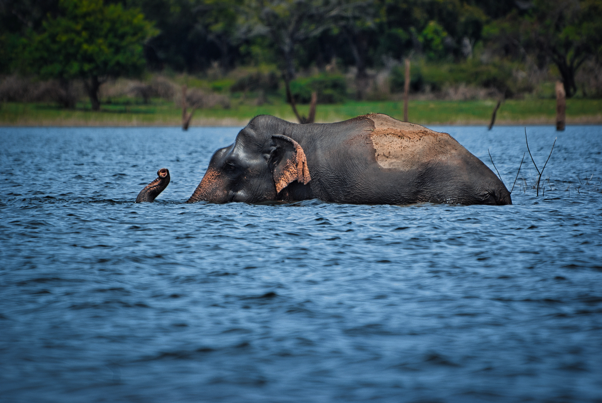 Wildlife - Nature Tours