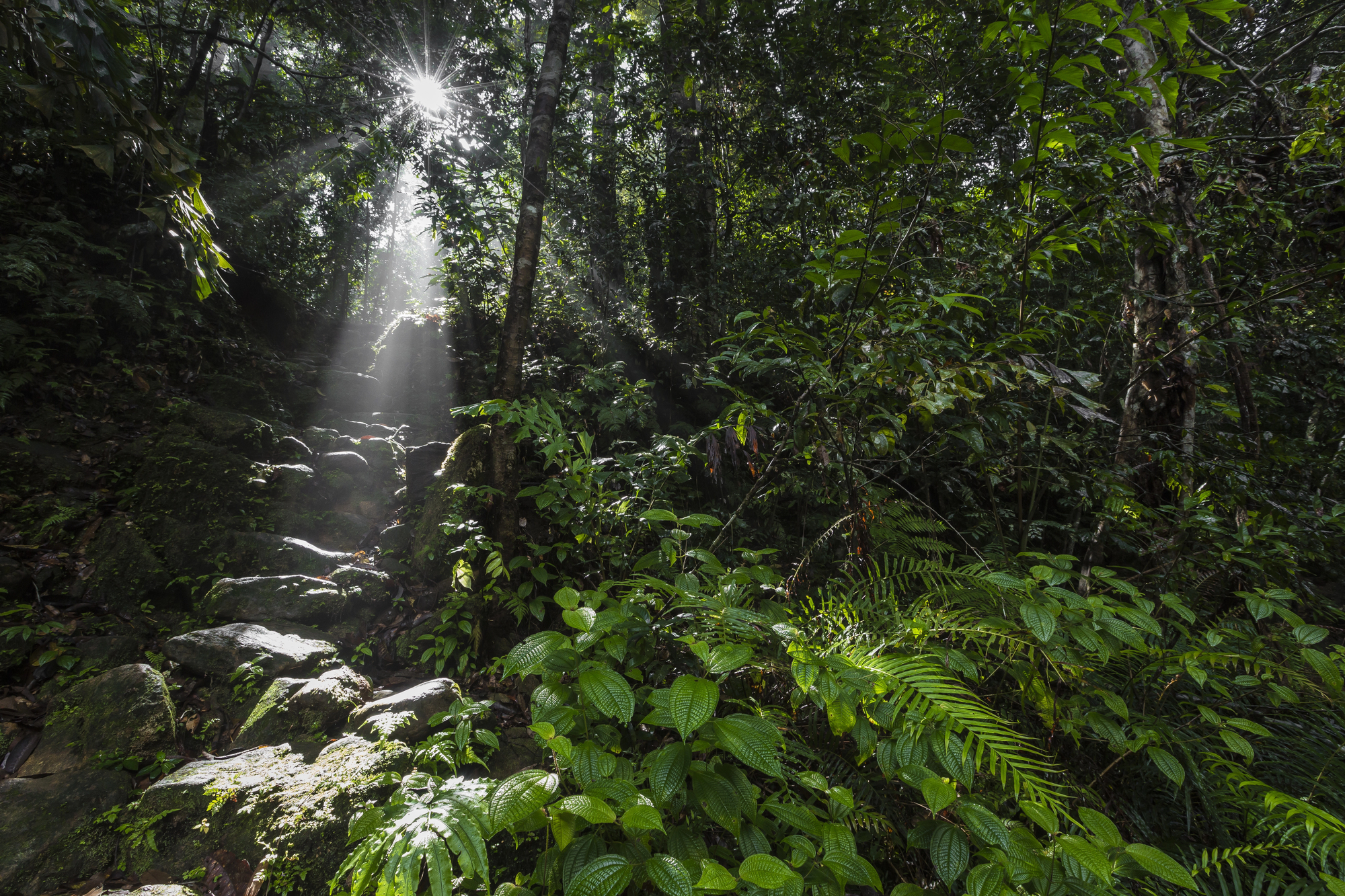 17 Days / 16 Nights – Ultimate Wildlife, Rainforest & Coastal Expedition of Sri Lanka